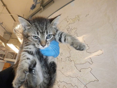 LYNETTE - Domestic Short Hair available for adoption