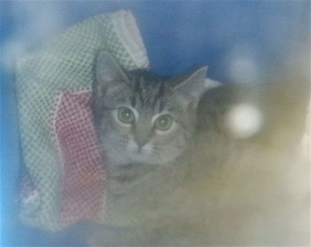 MONA - Domestic Short Hair available for adoption