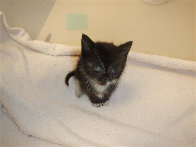BLUEBERRY Image