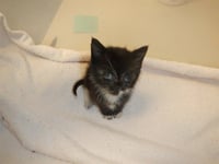 BLUEBERRY - Photo 1
