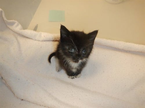 BLUEBERRY - Domestic Short Hair available for adoption