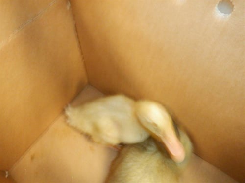 A1412916 - Duck available for adoption