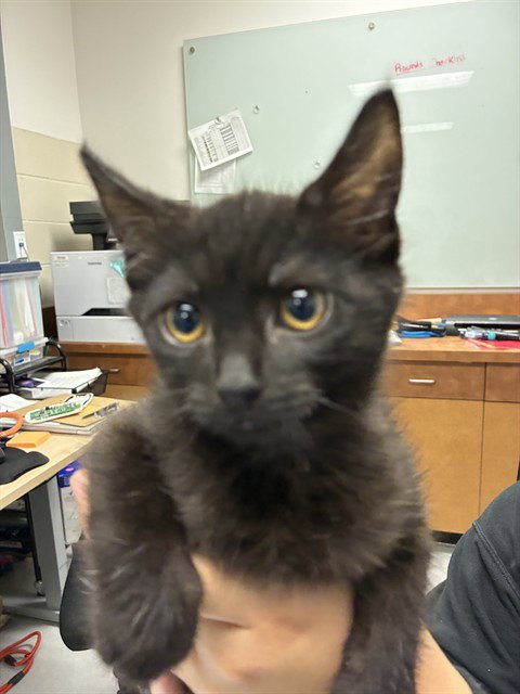 WIDOW - Domestic Short Hair available for adoption