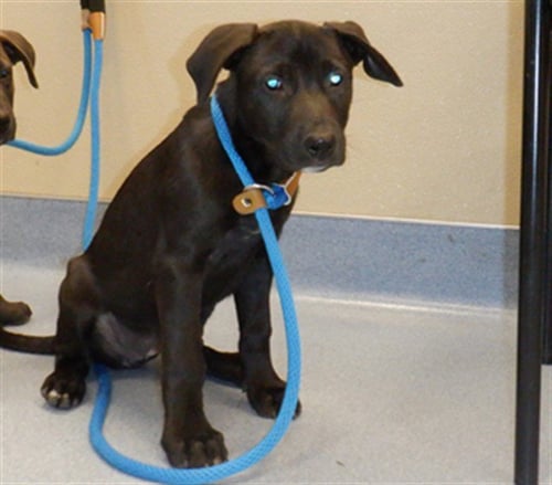 BAMBI - German Shepherd Dog available for adoption