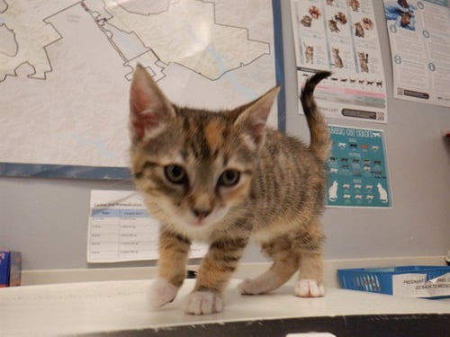 MAPLE - Domestic Short Hair available for adoption
