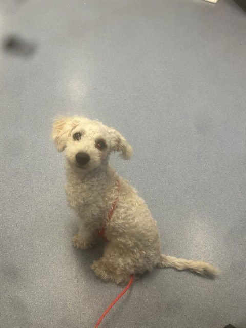 A1401343 - Poodle (Miniature) / Maltese available for adoption