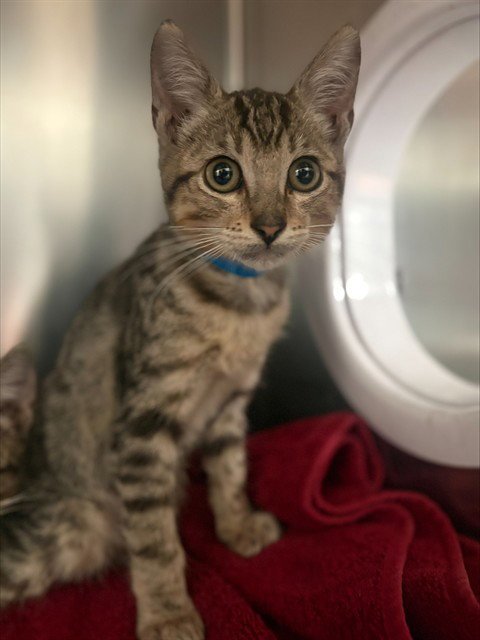 MISO - Domestic Short Hair available for adoption
