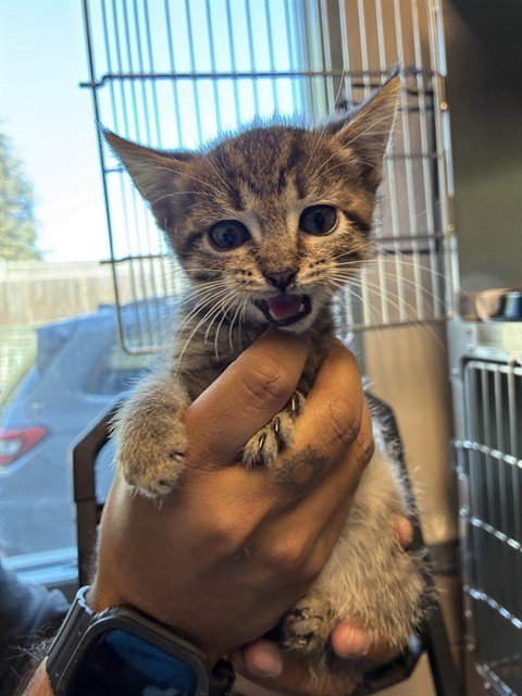 BURT - Domestic Short Hair available for adoption