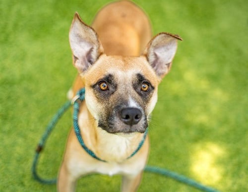 TOFFEE - German Shepherd Dog available for adoption