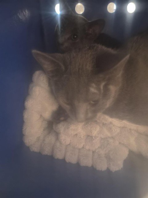 THYME - Domestic Short Hair available for adoption