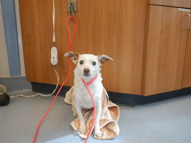 RUBY - Chihuahua available for adoption