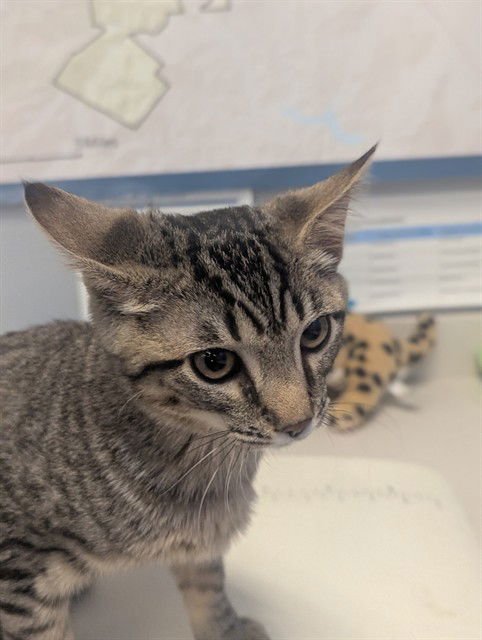 PETEY - Domestic Short Hair available for adoption