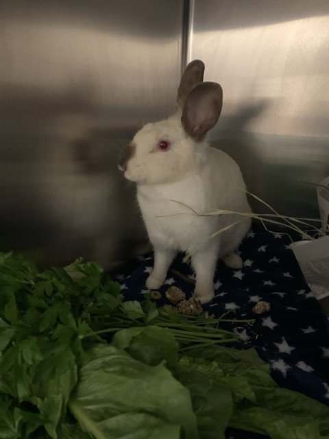 IBANEZ - Himalayan available for adoption