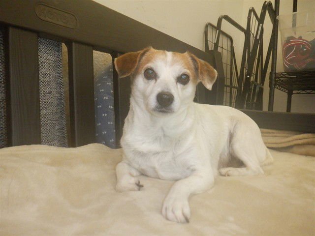 ECLAIR - Chihuahua available for adoption