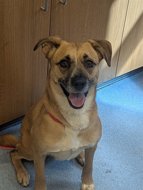 SOL - Beagle available for adoption