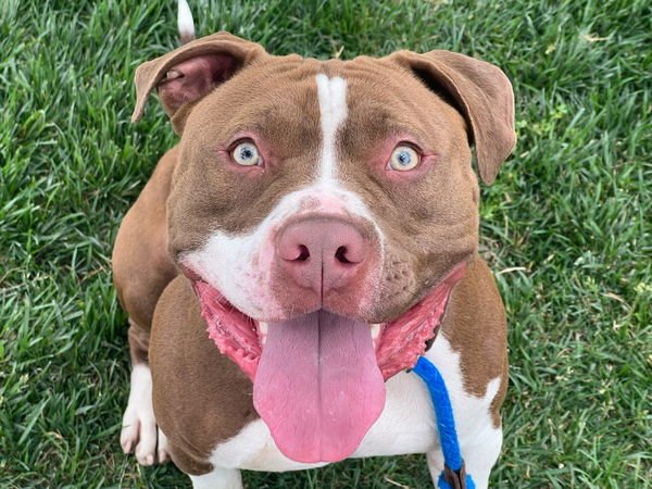 KILO - Pit Bull Terrier available for adoption