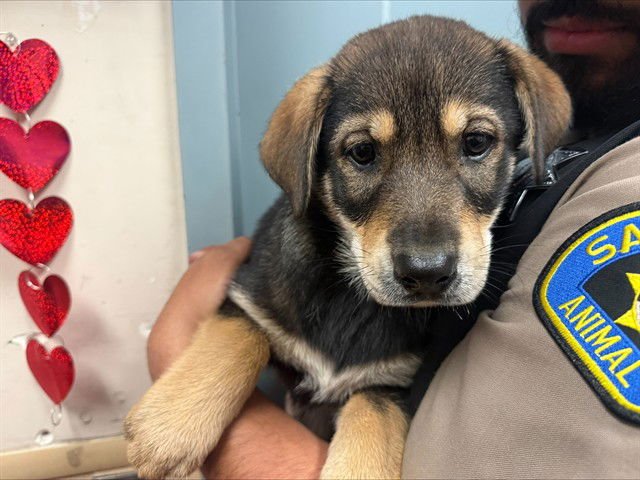 ASADA - Siberian Husky / Doberman Pinscher available for adoption