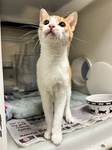 TIGRESS - Domestic Short Hair available for adoption
