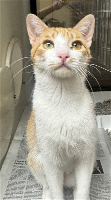 TIGRESS - Domestic Short Hair for adoption in San Jose