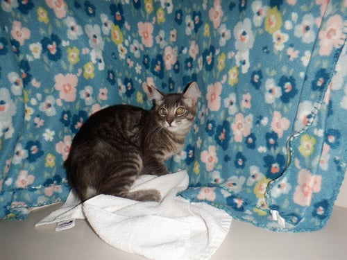 ELIO - Domestic Short Hair available for adoption