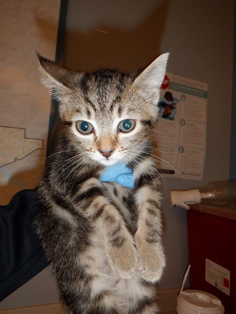 CASSIE - Domestic Short Hair available for adoption