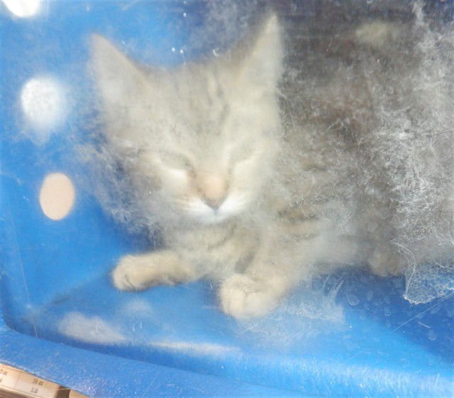 LIV - Domestic Short Hair available for adoption