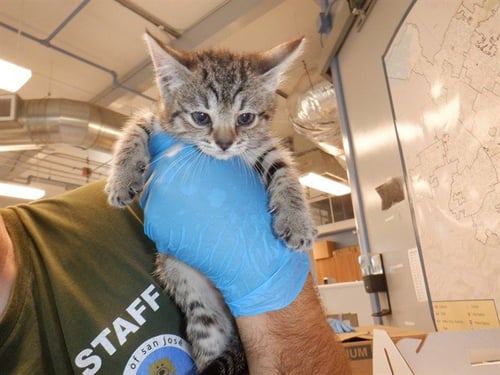 BRANDI - Domestic Short Hair available for adoption