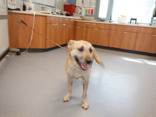 HONEY-BEAR - German Shepherd Dog available for adoption