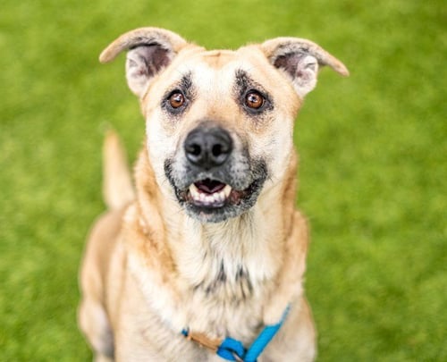 HONEY BEAR - German Shepherd Dog available for adoption