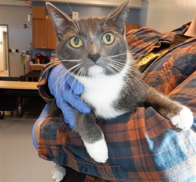 LEILA - Domestic Short Hair available for adoption