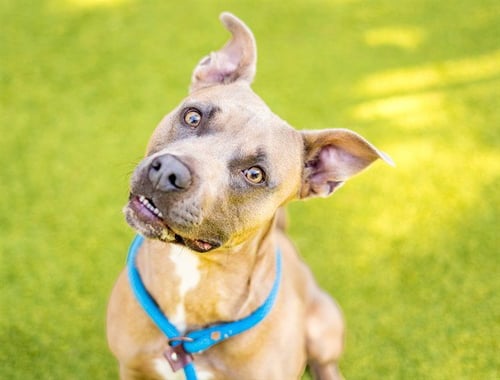 BISON - Pit Bull Terrier available for adoption