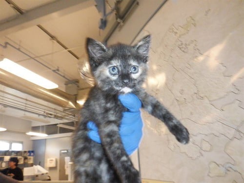 GINGER - Domestic Short Hair available for adoption