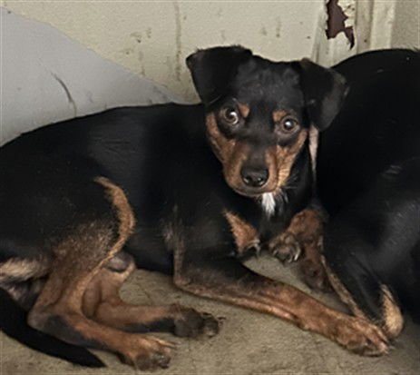 CRUNCH - Dachshund available for adoption