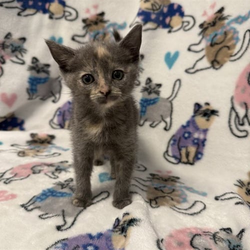 A1415173 - Domestic Short Hair available for adoption