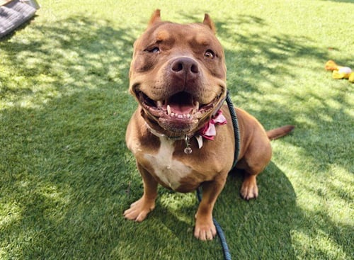 BETTY - Pit Bull Terrier available for adoption