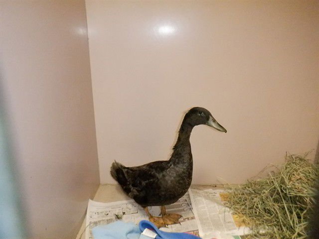 A1403815 - Duck available for adoption