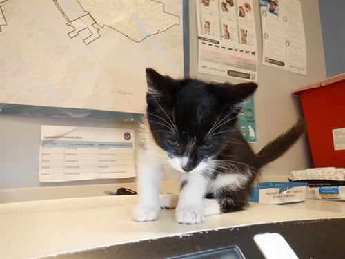 OREO - Domestic Short Hair available for adoption
