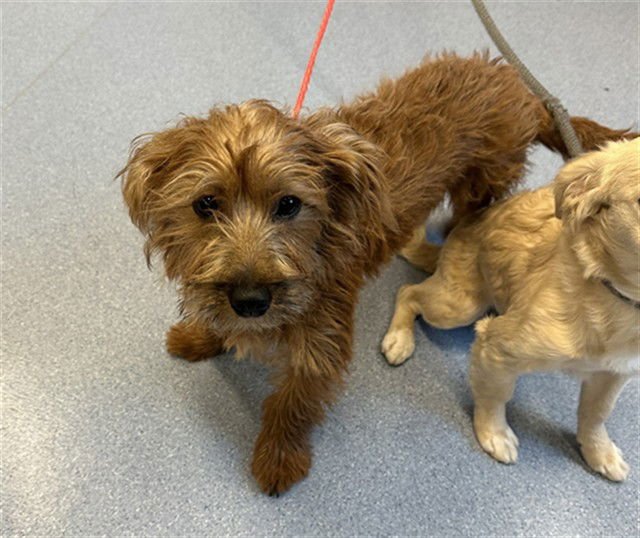 A1403247 - Cairn Terrier available for adoption