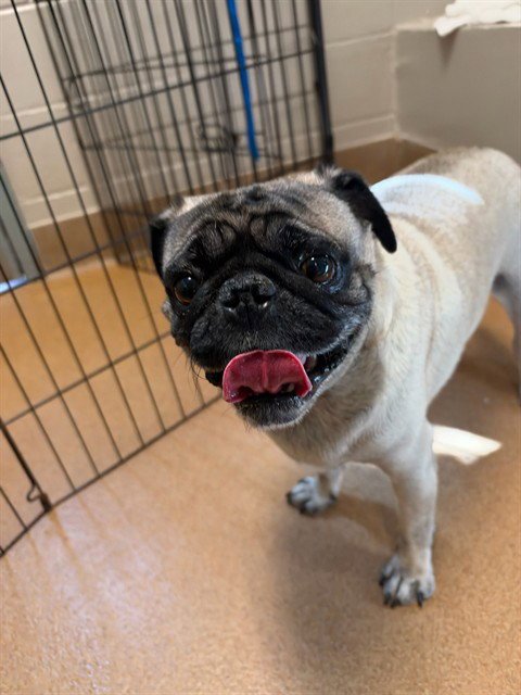 ARTURO - Pug available for adoption