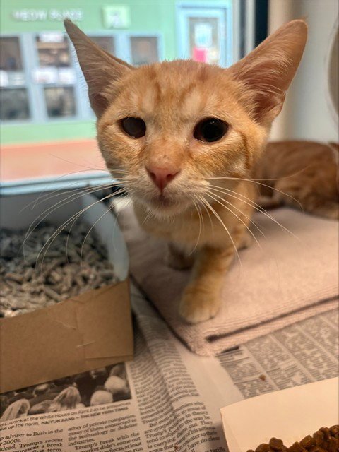 SHERBERT - Domestic Short Hair available for adoption