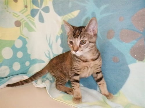 A1406447 - Domestic Short Hair available for adoption