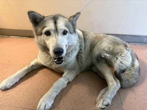 WATERMELON - Siberian Husky available for adoption