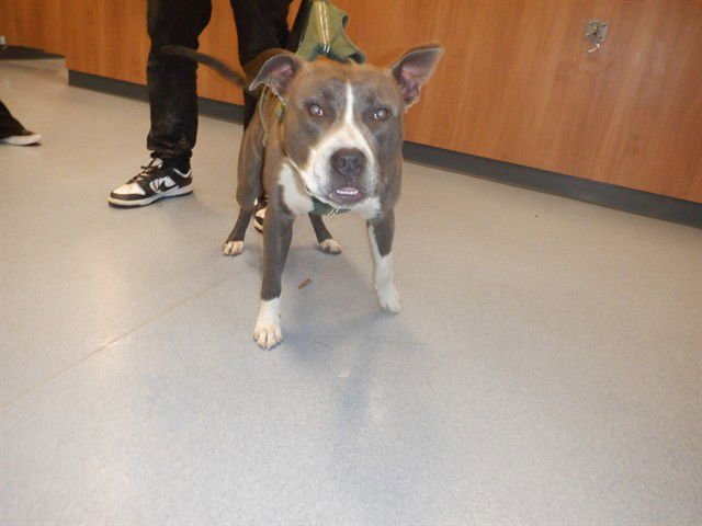 CLAMATO - Pit Bull Terrier available for adoption