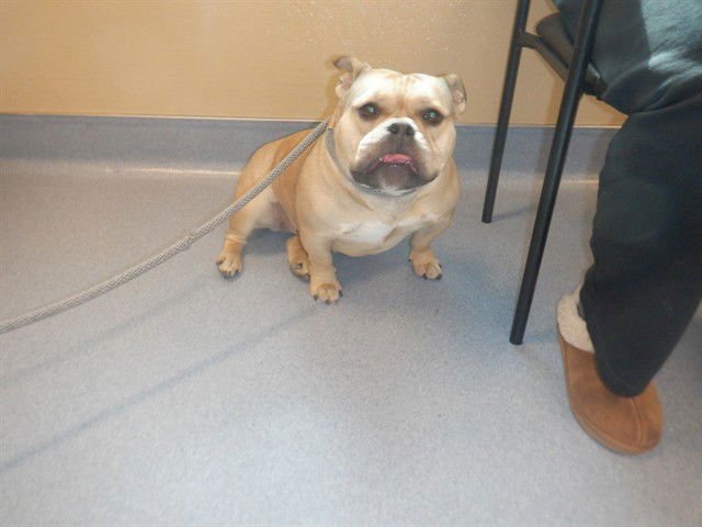 A1402263 - English Bulldog available for adoption