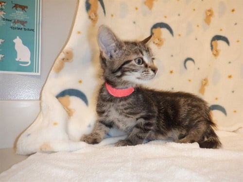 FLOSSIE - Domestic Short Hair available for adoption