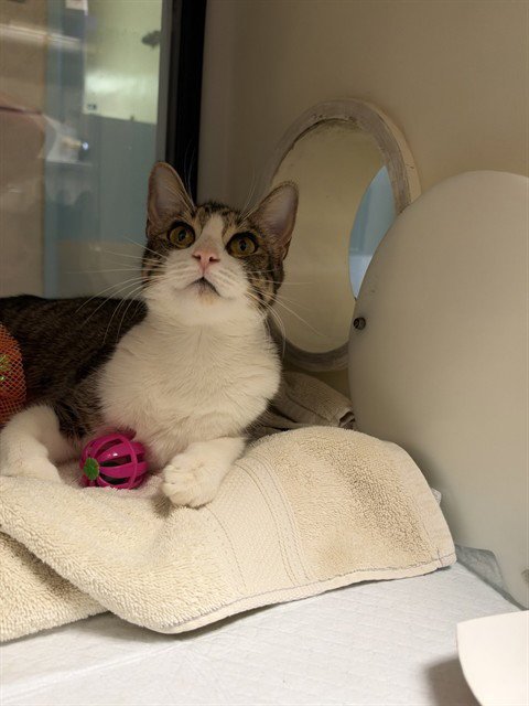 CASSIE - Domestic Short Hair available for adoption