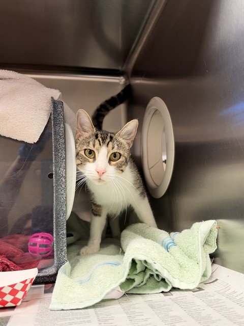 CASSIE - Domestic Short Hair available for adoption