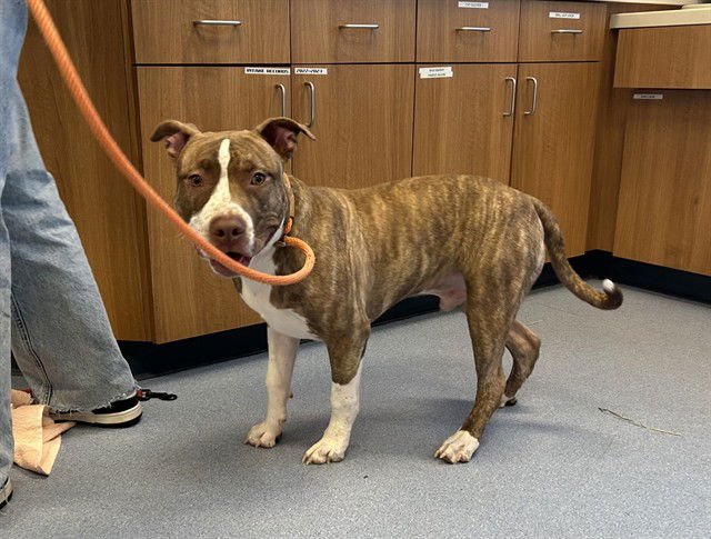 DRACO - Pit Bull Terrier available for adoption