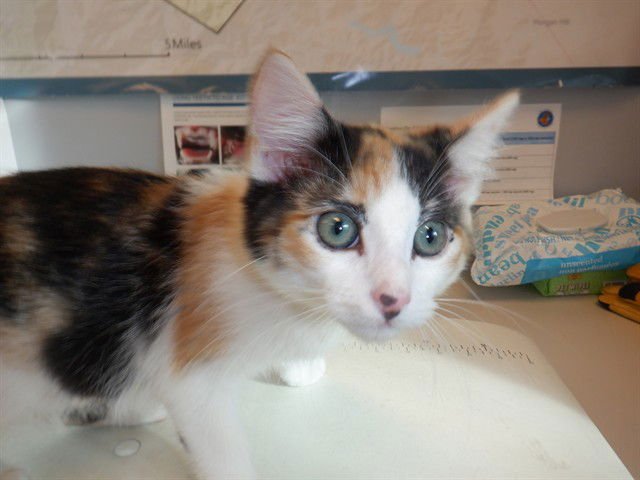 A1399731 - Domestic Short Hair available for adoption