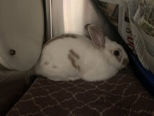 MARSHALL - Shorthaired Rabbit available for adoption